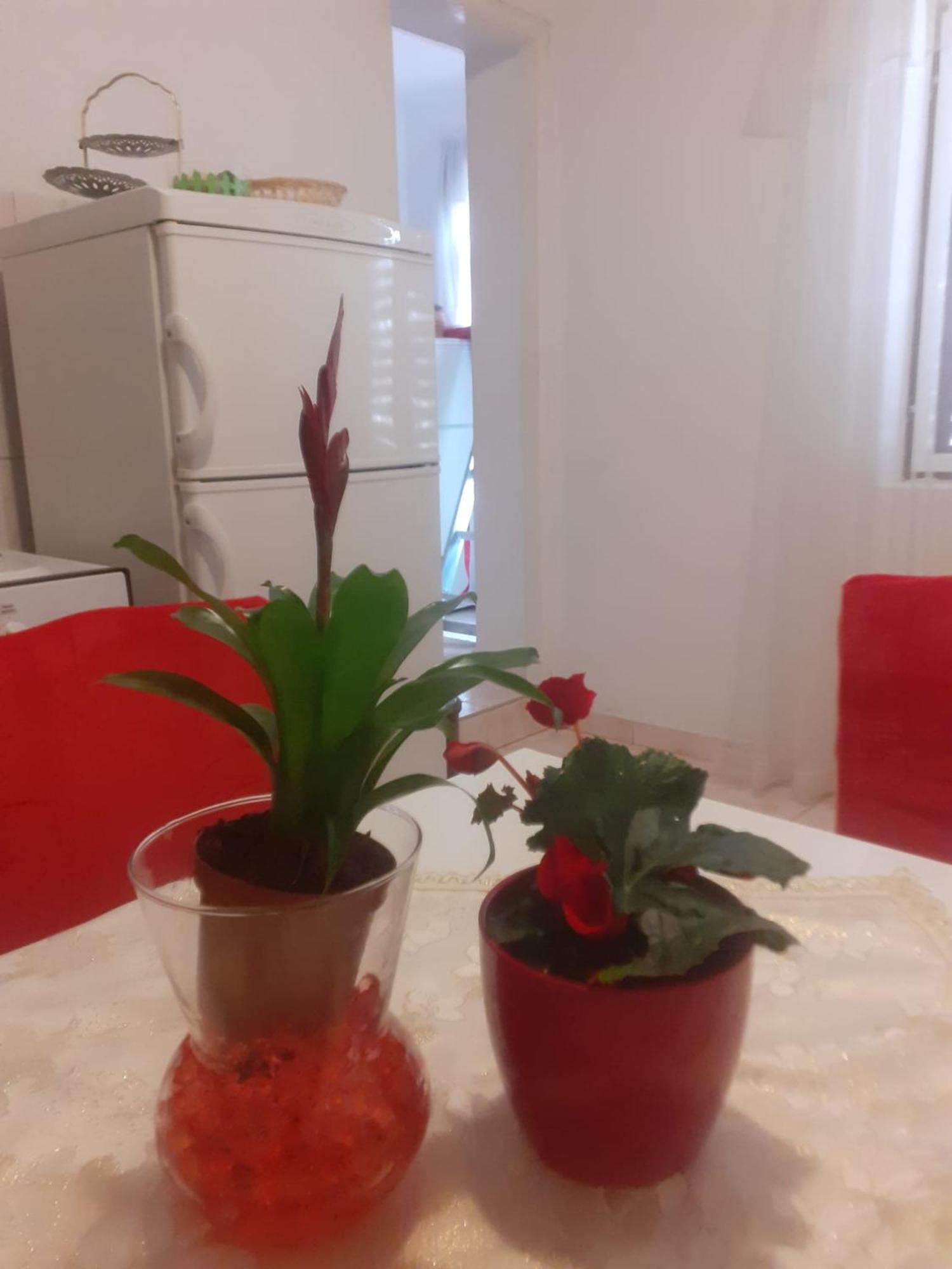 Apartman Sunce Raslina Buitenkant foto